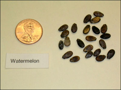 Watermelon seeds