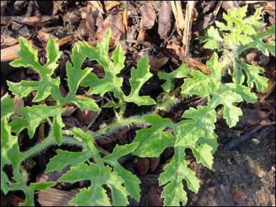 Watermelon vine