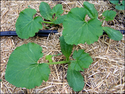 Zucchini plant