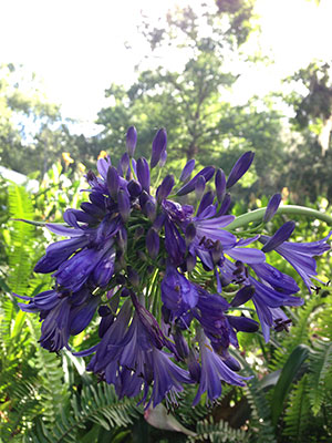 Agapanthus, or Lily of the Nile - University of Florida, Institute of Food  and Agricultural Sciences