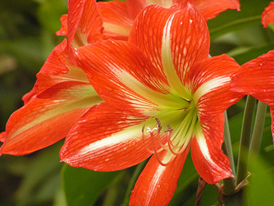 orange amaryllis flower