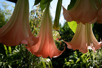 Close up of dangling angel's trumpet flowers