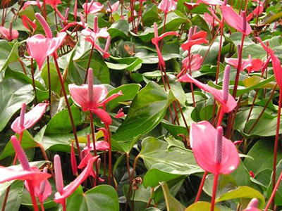 Anthuriums