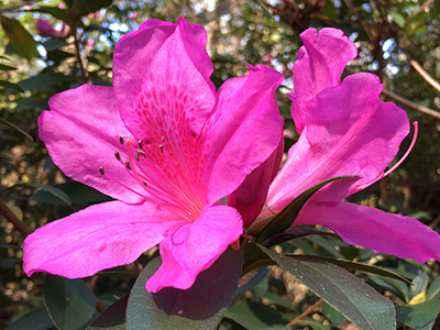 Two hot pink azalea flowers