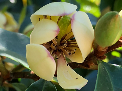 Small flower with yellow-cream, waxy petals tipped with pink