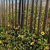 small yellow flowers growing along a fenced in sand dune