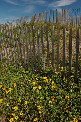A fenced-in sand dune with a blanket of yellow beach sunflowers and sea oats behind the fence
