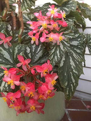 Angel wing begonia with pink flowers and variegated foliage