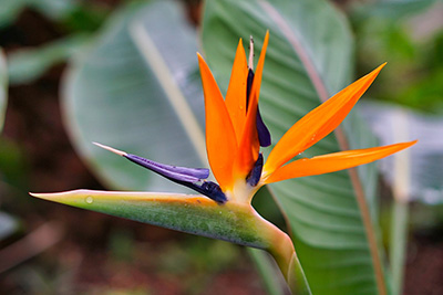 Exotic and tropical looking flower