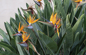 A clump of bird of paradise with bright orange blooms