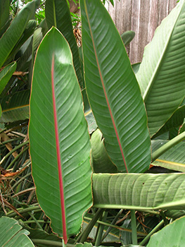 Long tall green leaves of bird of paradise have red stems that run up the leaf