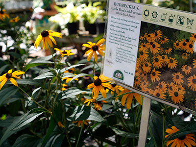 Black-eyed Susan flowers