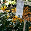 yellow flower with an informational sign