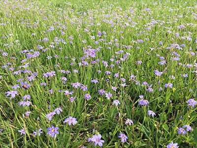 Blue Eyed Grass University Of Florida Institute Of Food And Agricultural Sciences