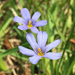 Small blue flowers with yellow stamens