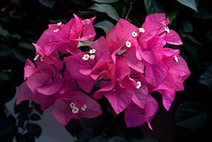 Hot pink flower-like bracts of bougainvillea