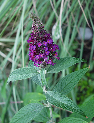 Puple buddleia flower