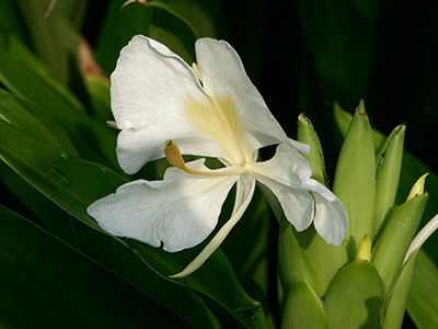 Delicate white flower