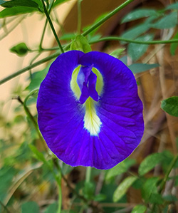 Butterfly Pea - University of Florida, Institute of Food and Agricultural  Sciences