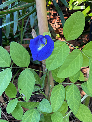 A blue funnel shaped flower on a plant with rounded oval green leaves.