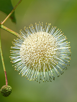 White flower that resembles a pin-covered sphere