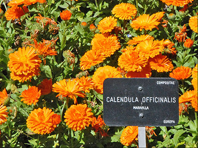 Orange calendula flowers