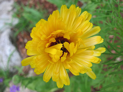 Yellow calendula flower
