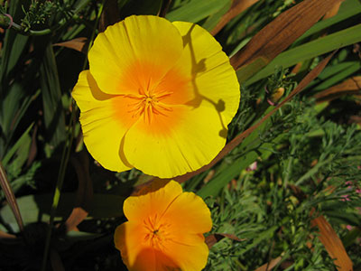 Yellow California poppy flowers