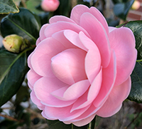 light pink camellia flower