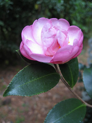 Sasanqua camellia