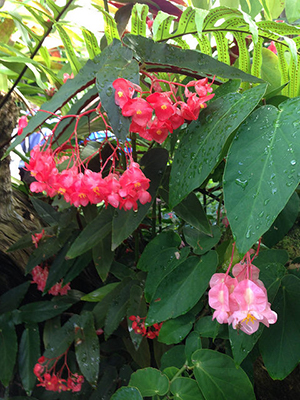 A cane begonia with large dark green pointed leaves and drooping sprays of salmon-pink flowers