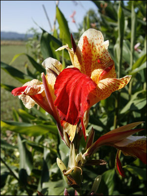 An orange and yellow canna flower