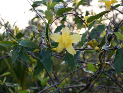 Yellow jessamine also called Carolina jessamine