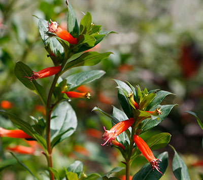 Cigar flowers