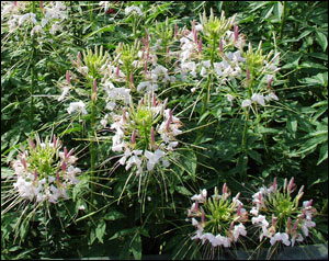 Cleome