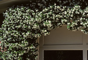 Star jasmine growing in an arch