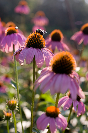 Small bee on a purple coneflower