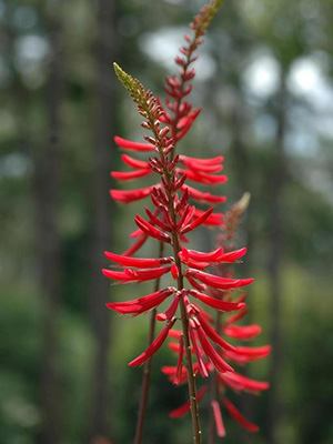 A spike of red tubular flowers on a coral bean plant