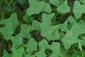 Speartip-shaped green leaves of coral bean