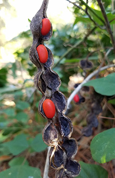A dried long seed pod of coral bean, split open to reveal a few bright red seeds inside
