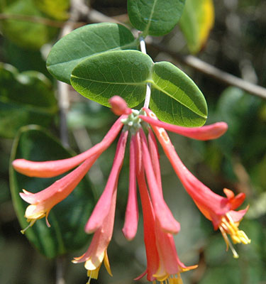 Coral honeysuckle