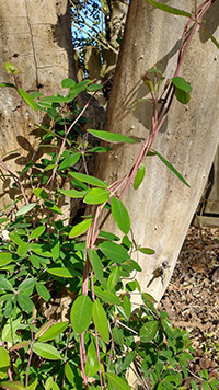 An unassuming reddish vine with green leave growing up a tree trunk