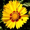 yellow flower with ragged edged petals