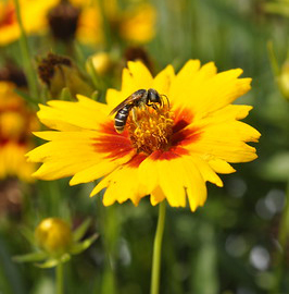 Bee on yellow flower with reddish center