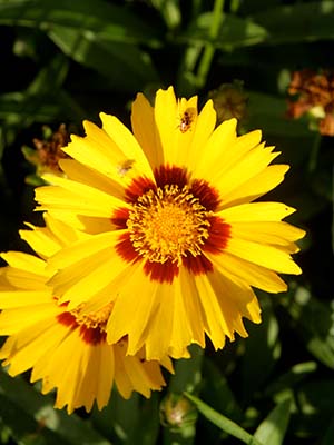 Bright yellow flower with petals that appear ragged on the edges and turn deep maroon close to the center