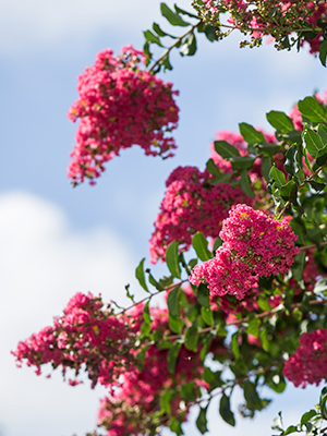 Hot pink cone-shaped clusters of crapemyrtle flowers on a tree