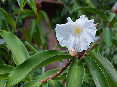 A white flower resembling a papery, delicate petunia, on a plant with long green strappy leaves
