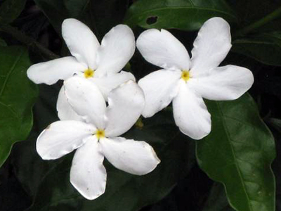 Three white pinwheel shaped flowers with a tiny yellow center