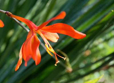 Reddish-orange crocosmia flower