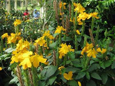 Yellow crossandra flowers